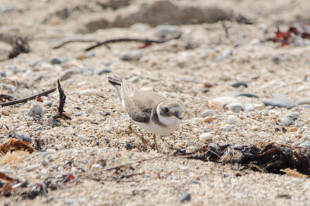 Thumbnail of Ringed Plover